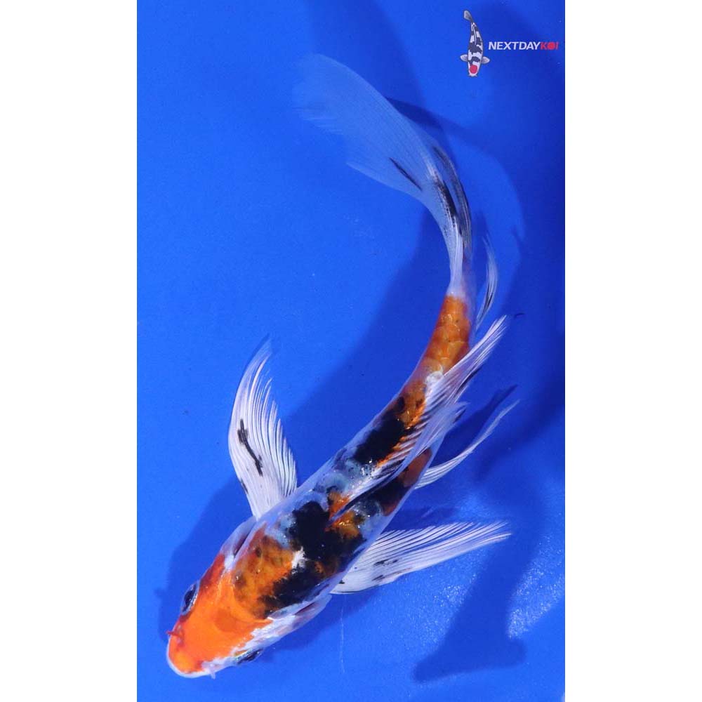 5.5” Imported Armor Scaled Yamato Nishiki Butterfly Koi