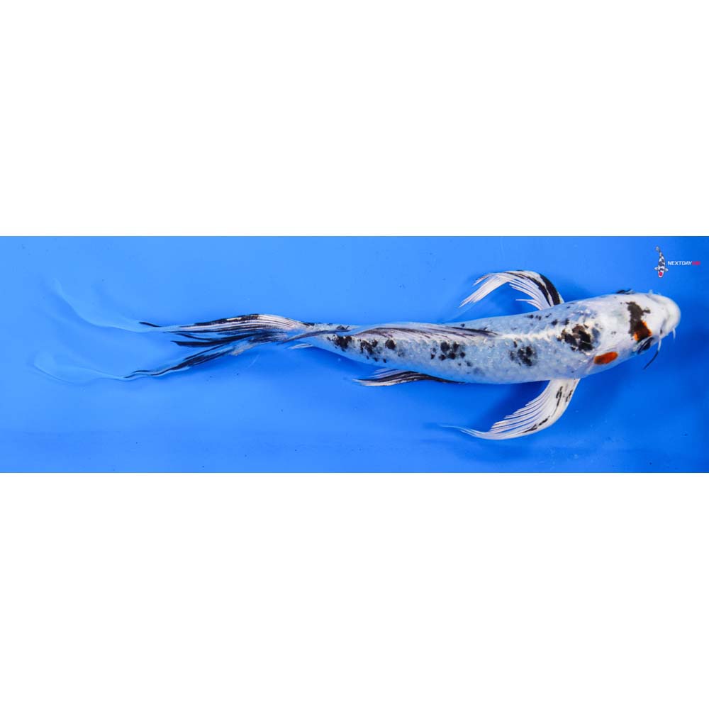 8” Imported Yamato Nishiki Butterfly Koi