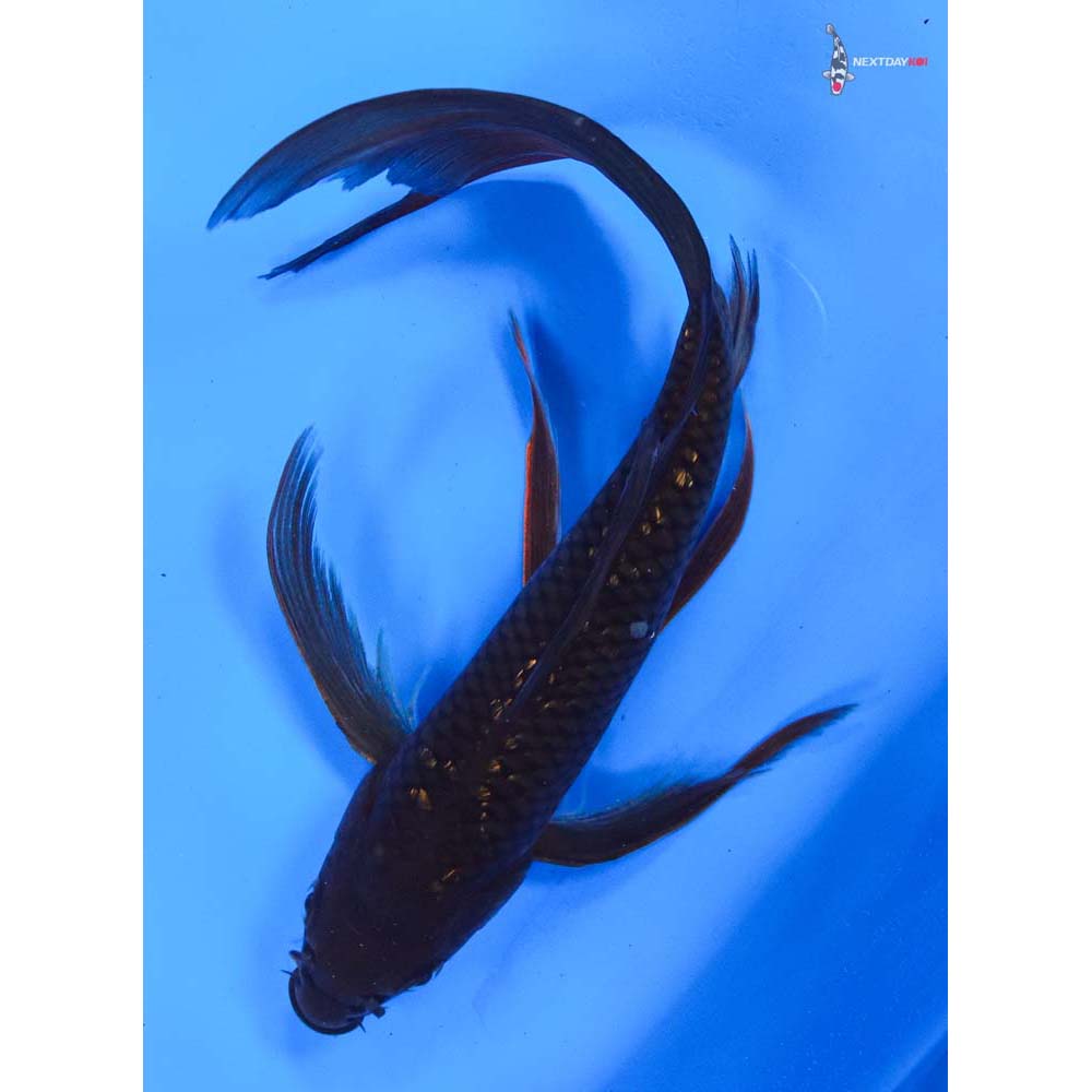 8” Imported Gin Rin Chagoi Butterfly Koi