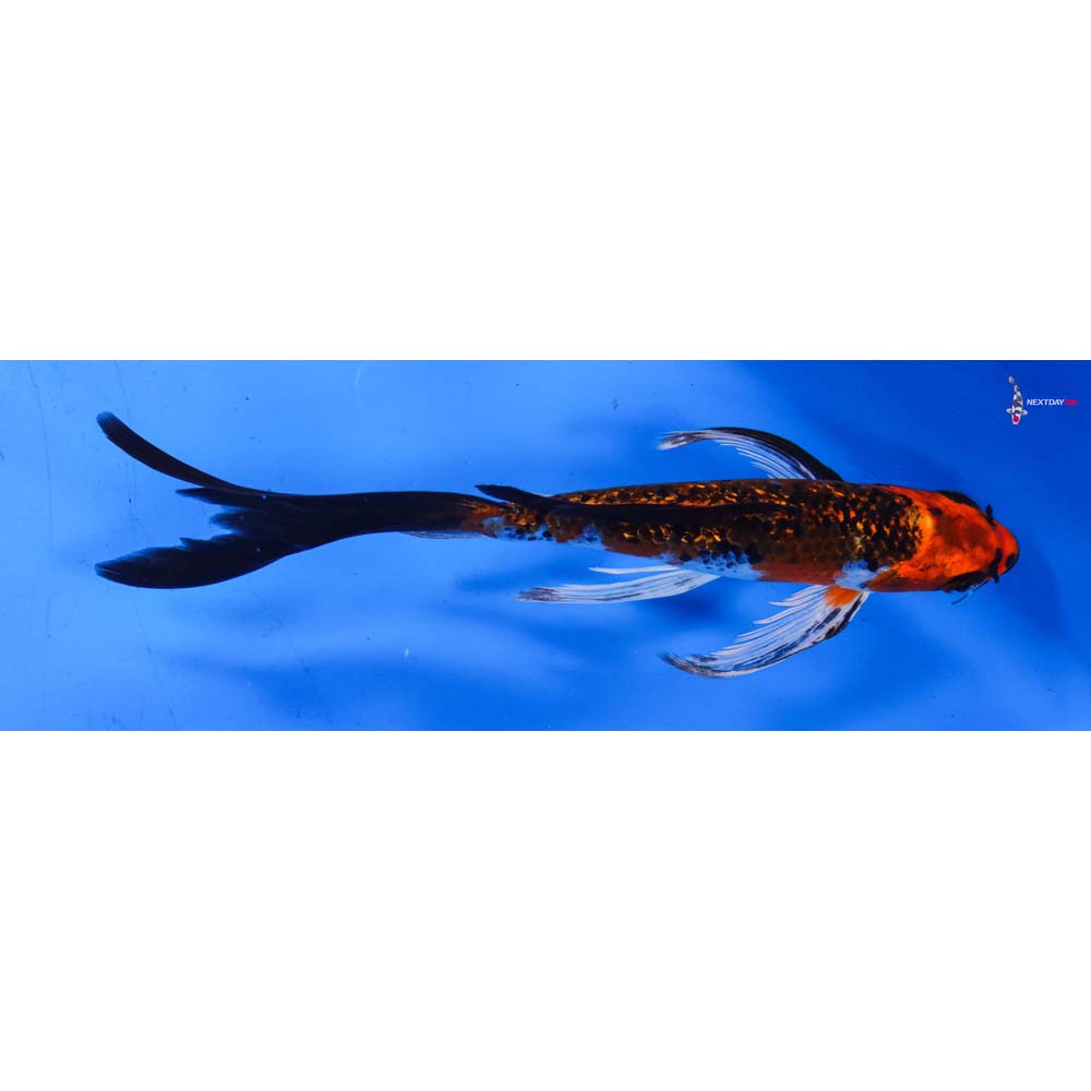 7.5” Imported Gin Rin Kujaku Butterfly Koi