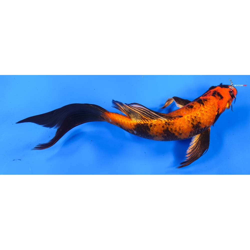7.5” Imported Kin Hi Utsuri Butterfly Koi