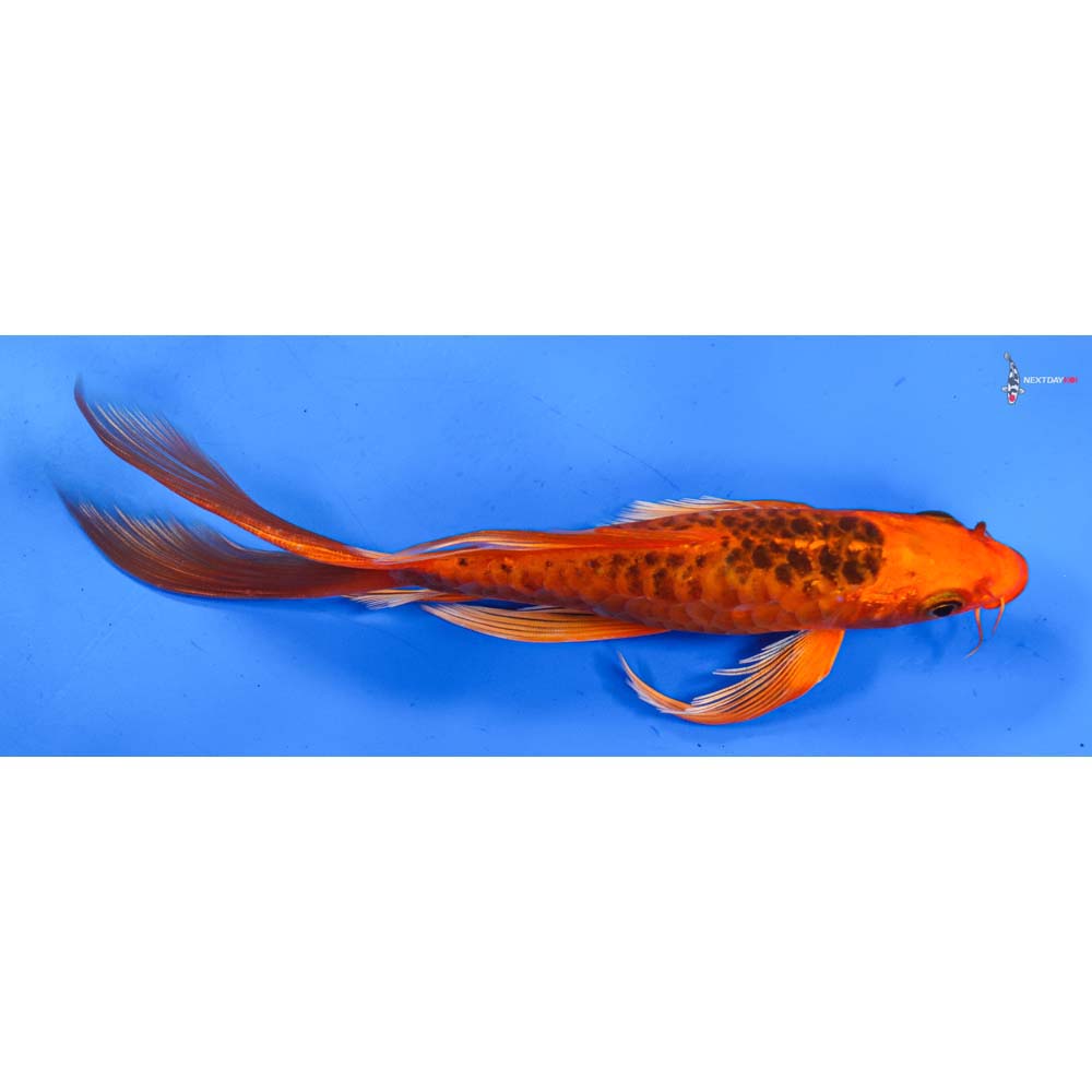 7” Imported Armor Scaled Orenji Matsuba Butterfly Koi
