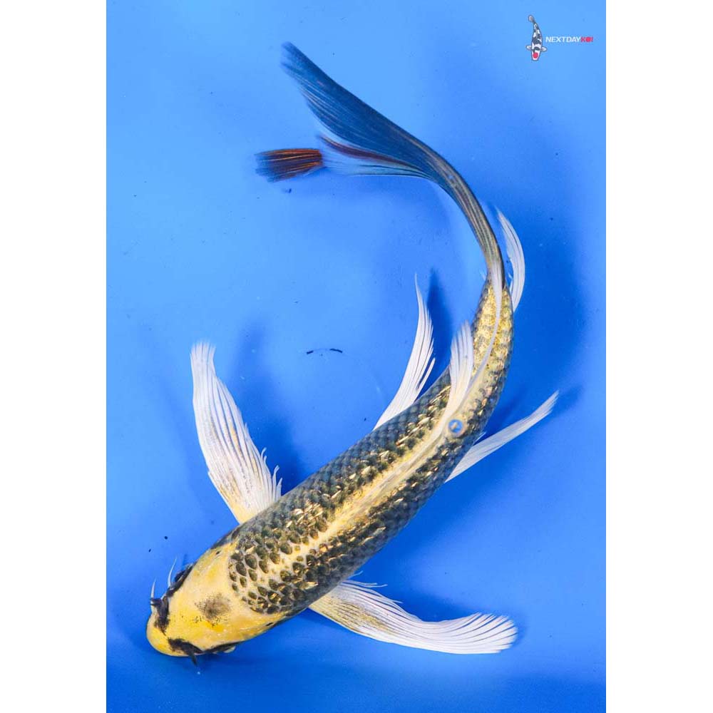 7” Imported Gin Rin Ki Matsuba Butterfly Koi
