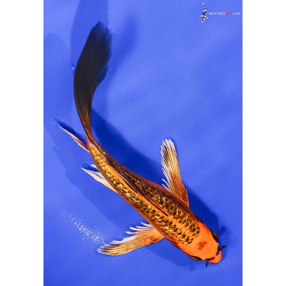6.5” Imported Gin Rin Orenji Matsuba Butterfly Koi