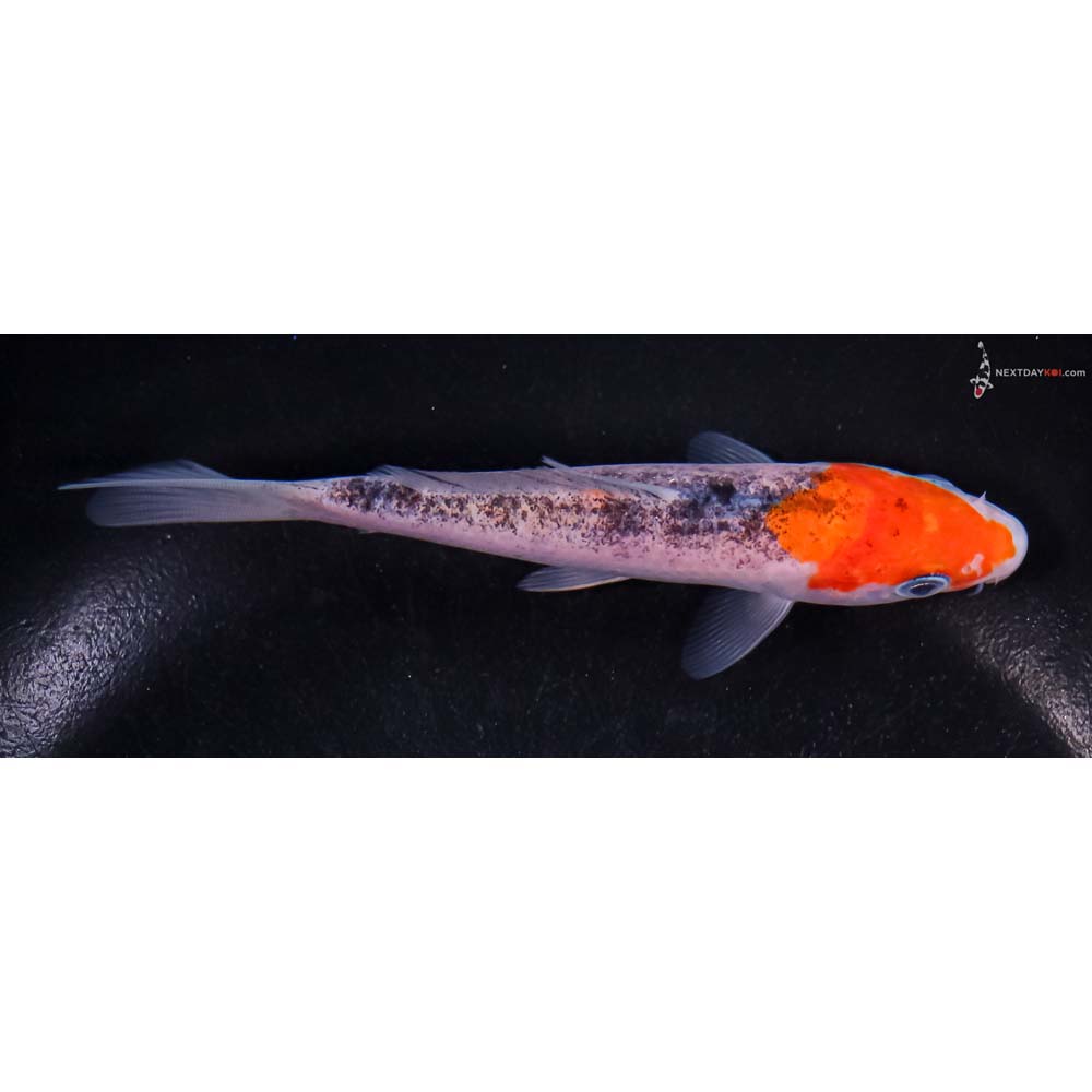 5” Imported Goshiki