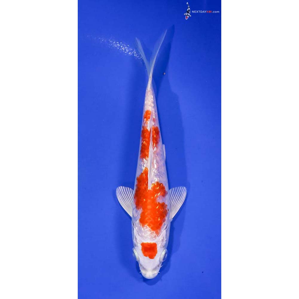 6” Imported Gin Rin Hariwake