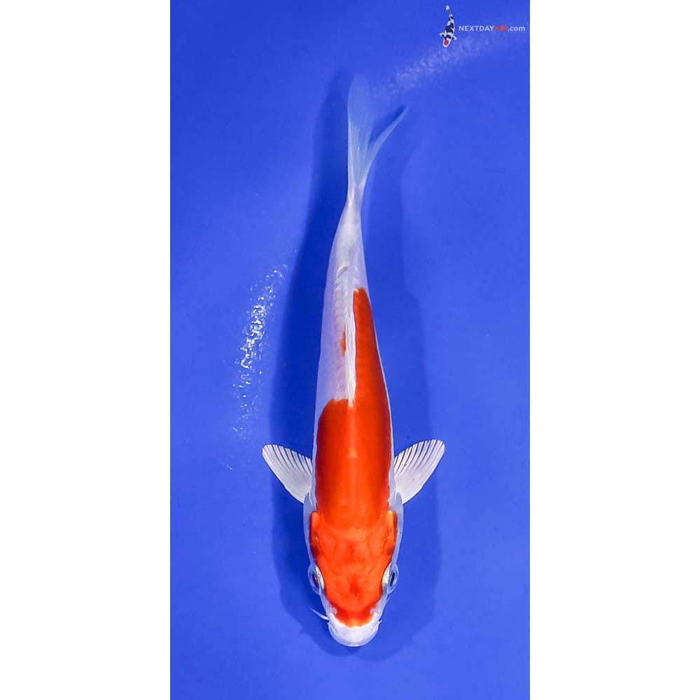 5” Imported Kikusui