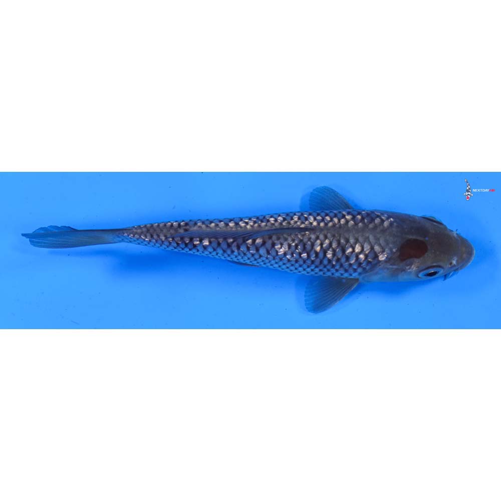 6” Imported Gin Rin Soragoi