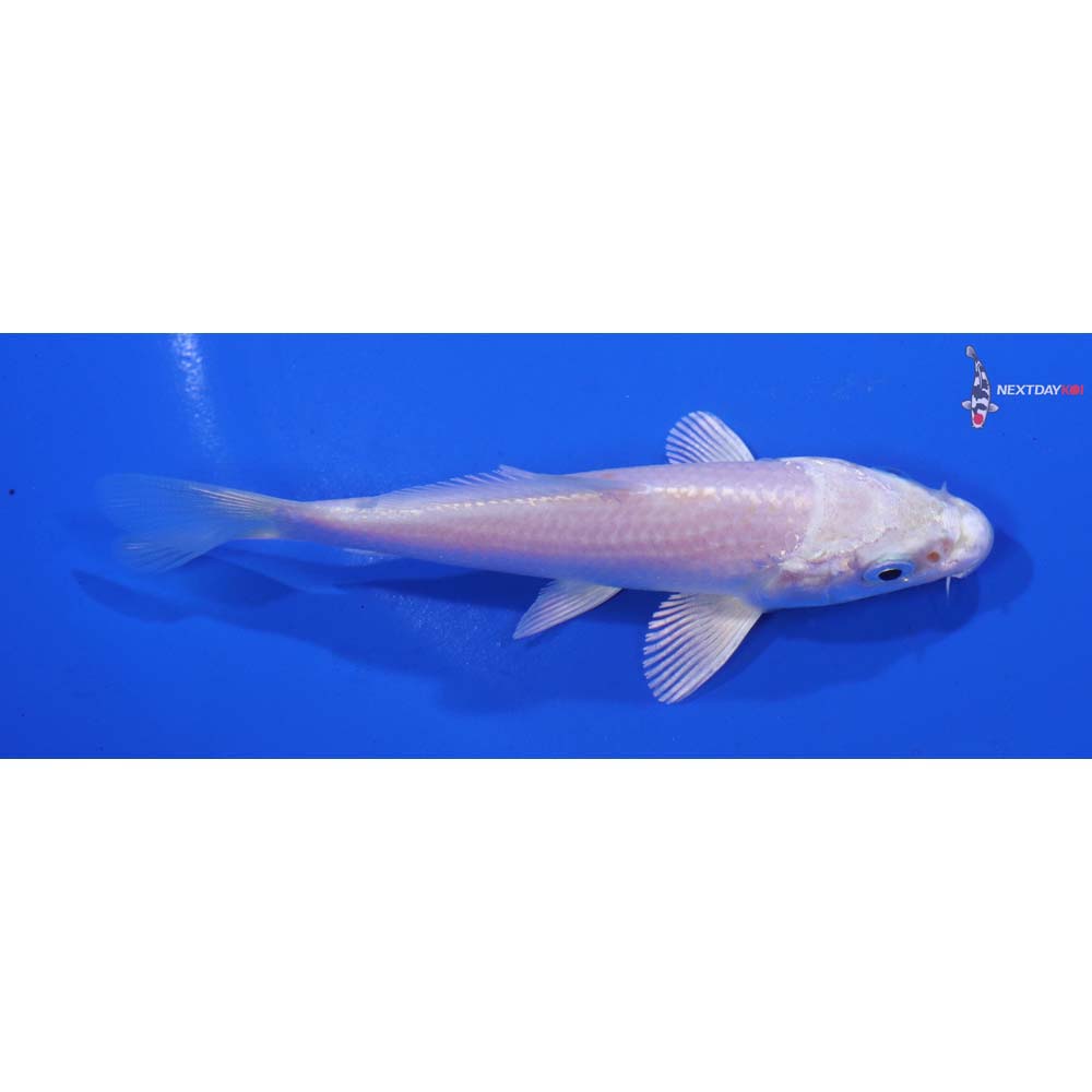 4” Imported Platinum Ogon