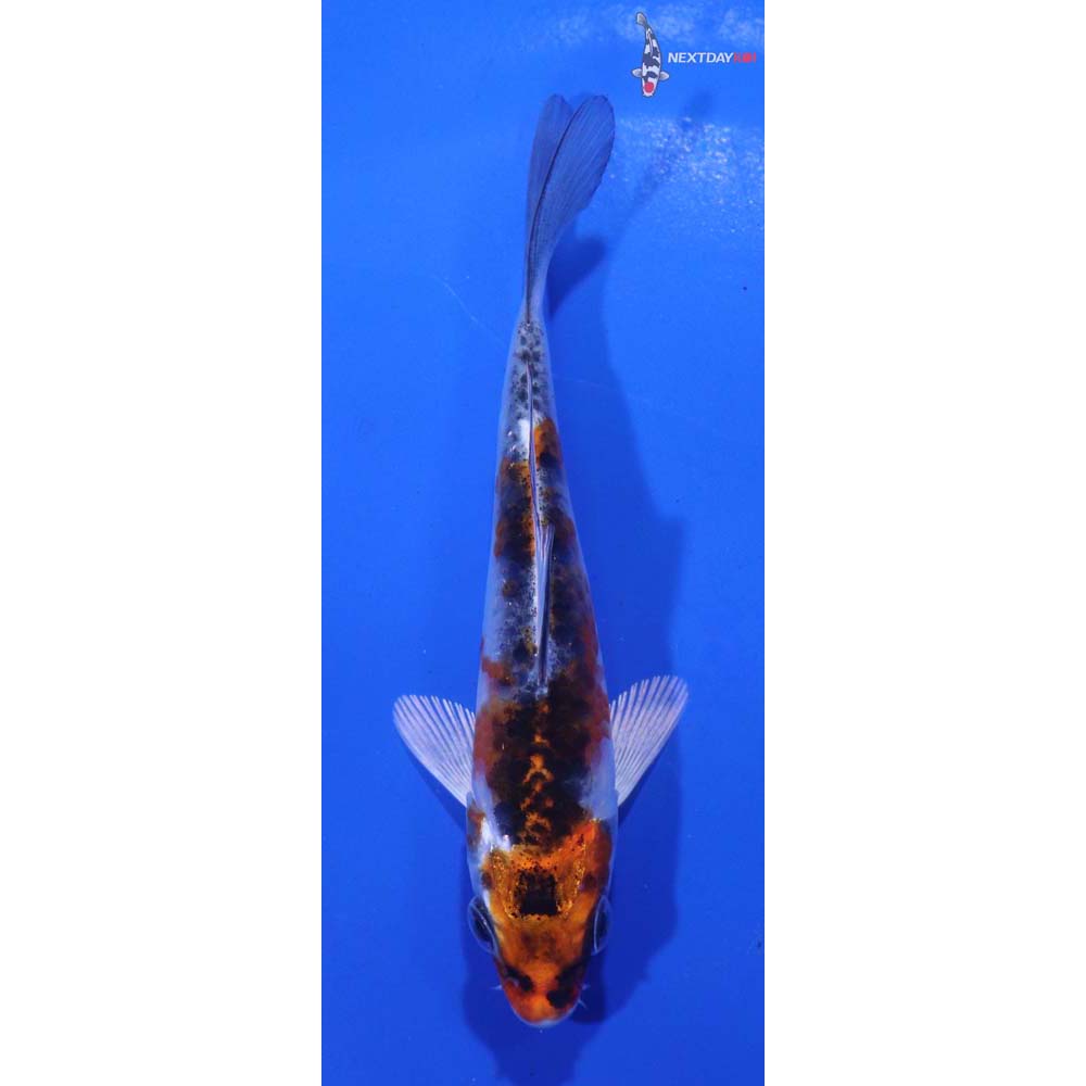 4” Imported Kujaku