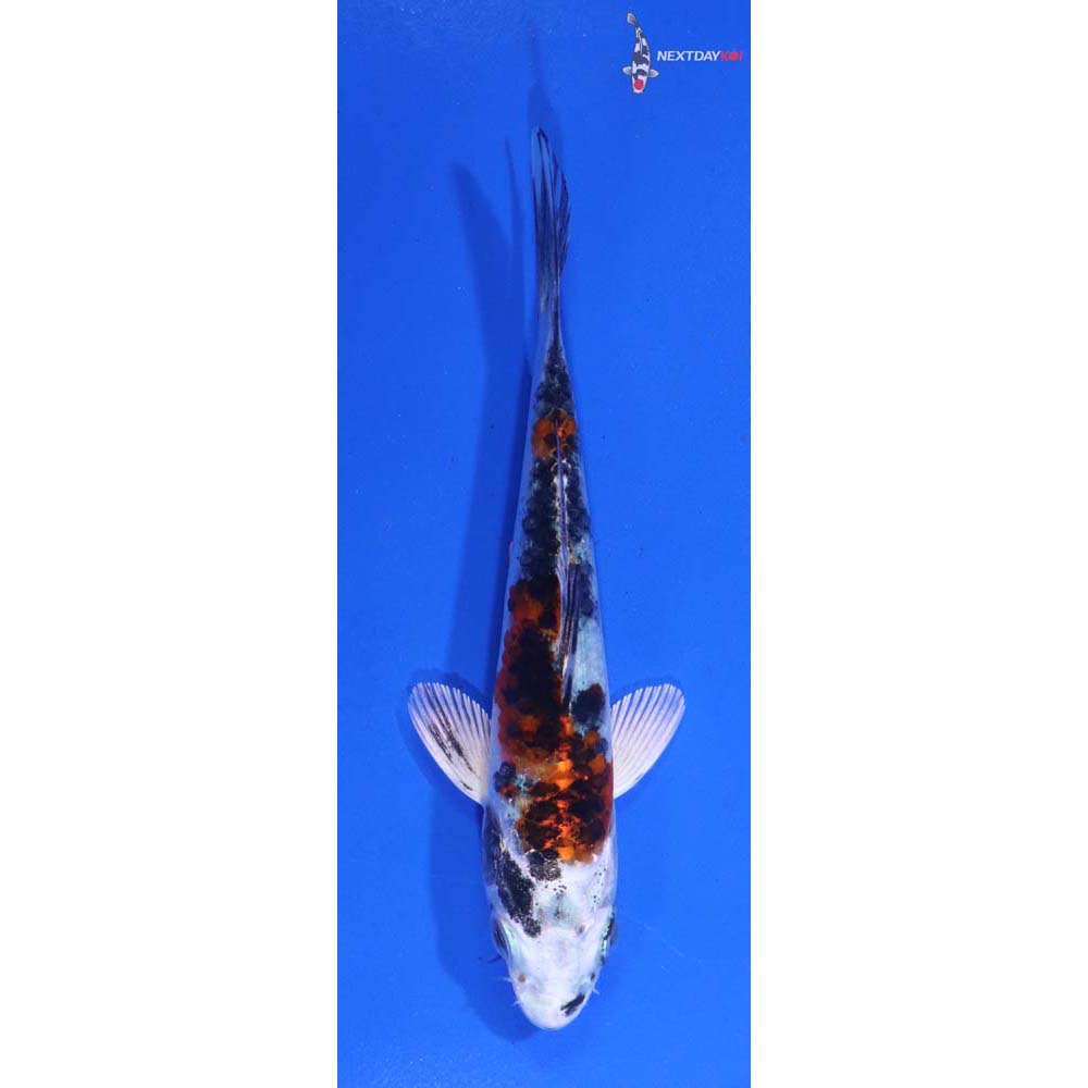 4” Imported Yamato Nishiki