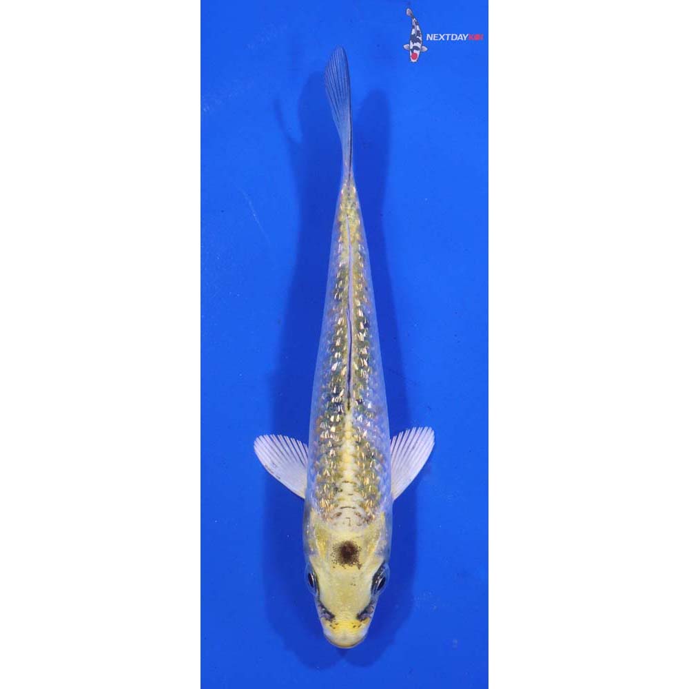 4” Imported Gin Rin Yamato Nishiki