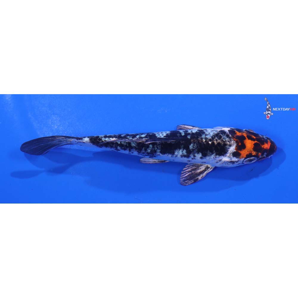 4.5” Imported Yamato Nishiki