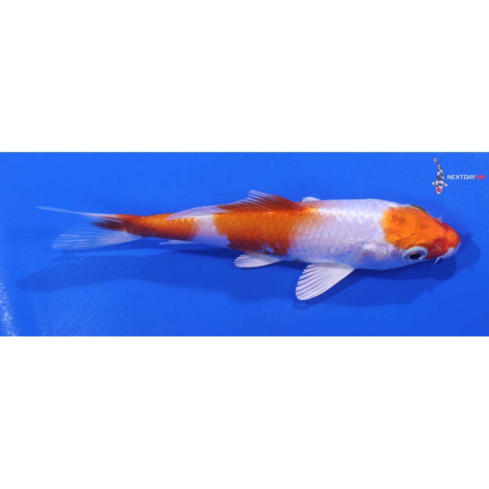 4.5” Imported Hariwake
