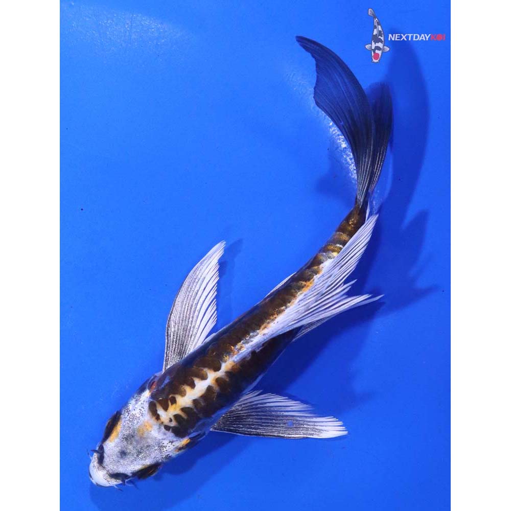 5.5” Imported Kin Kikokuryu Butterfly Koi