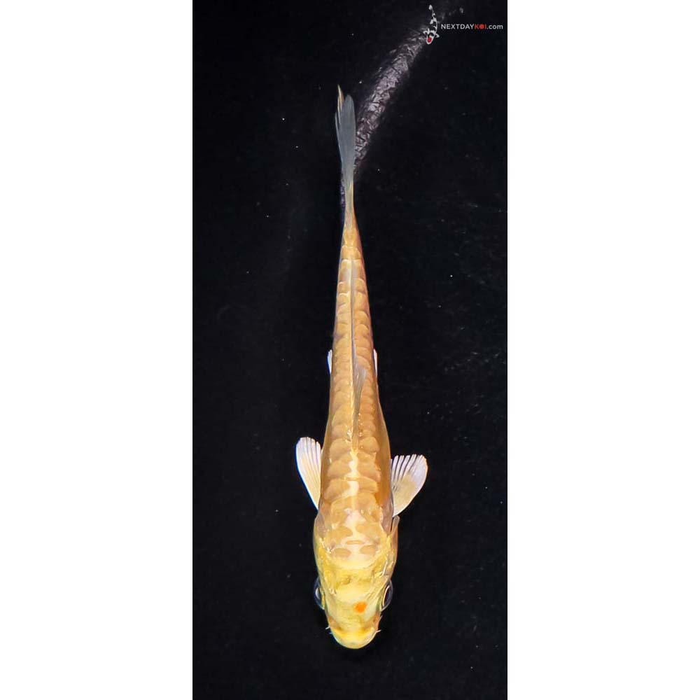 3.5” Imported Doitsu Yamabuki Ogon