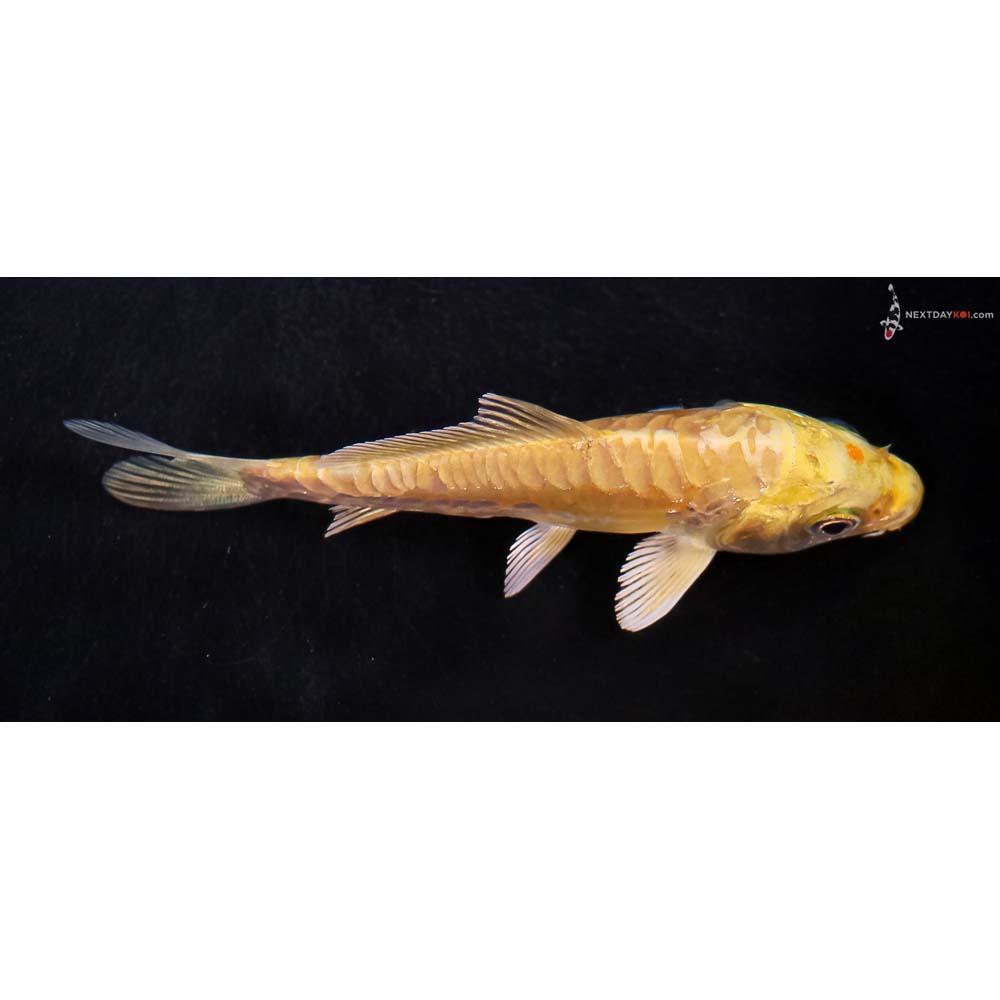 3.5” Imported Doitsu Yamabuki Ogon