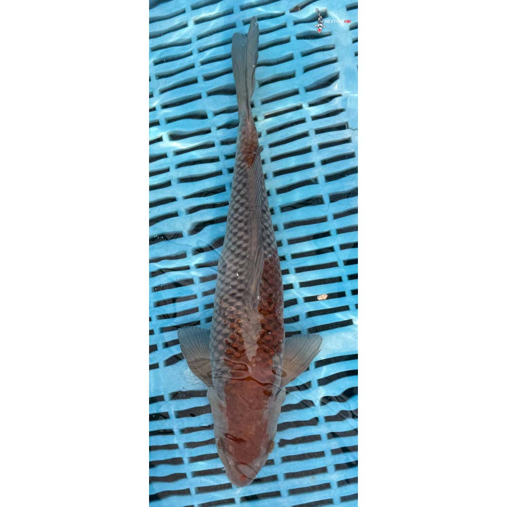 12-14” Imported Ochiba Shigure