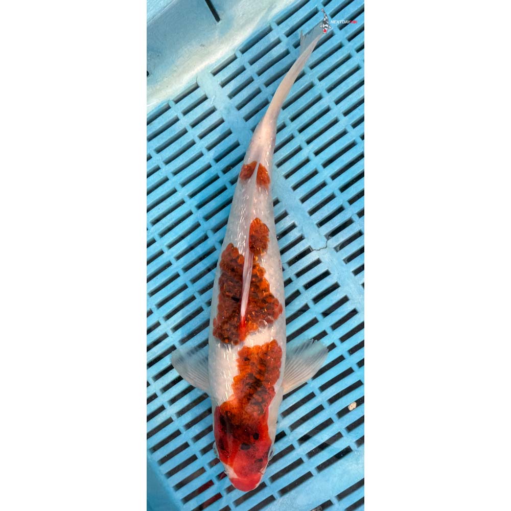 12-14” Imported Gin Rin Goromo
