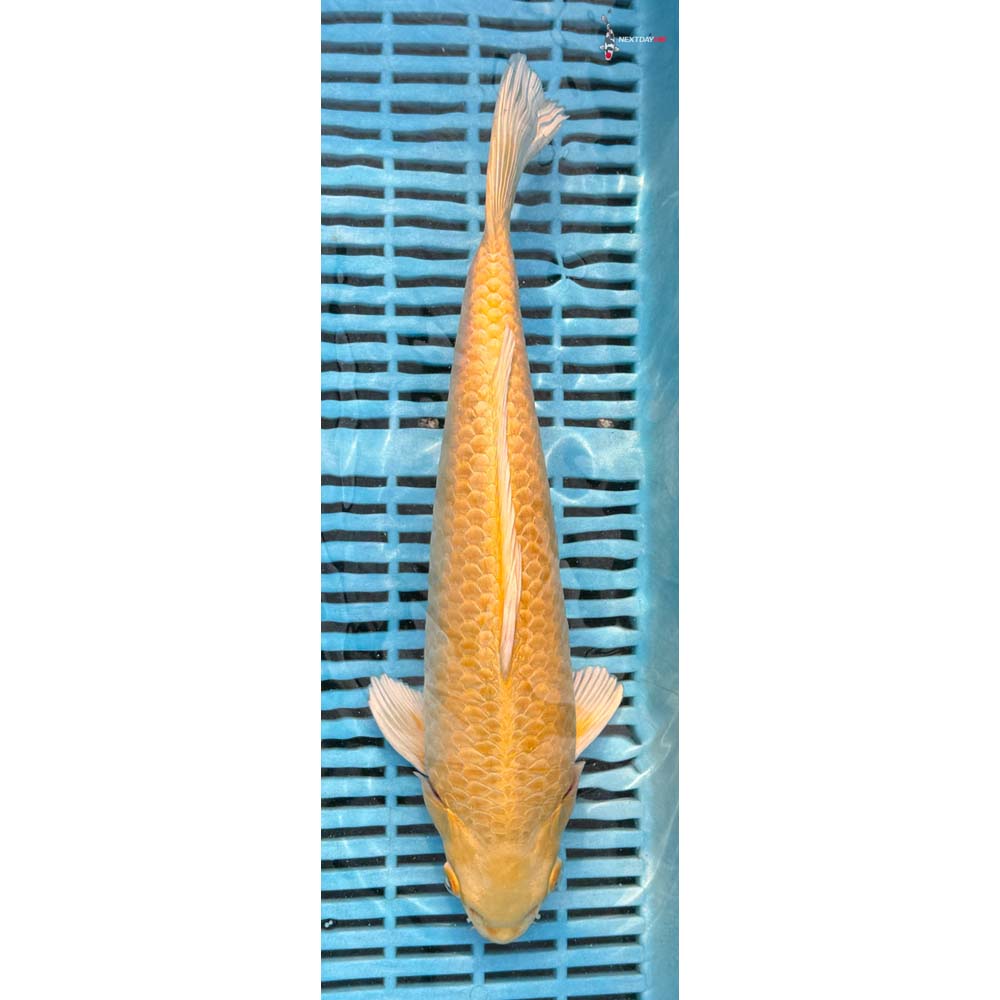 12-14” Imported Yamabuki Ogon