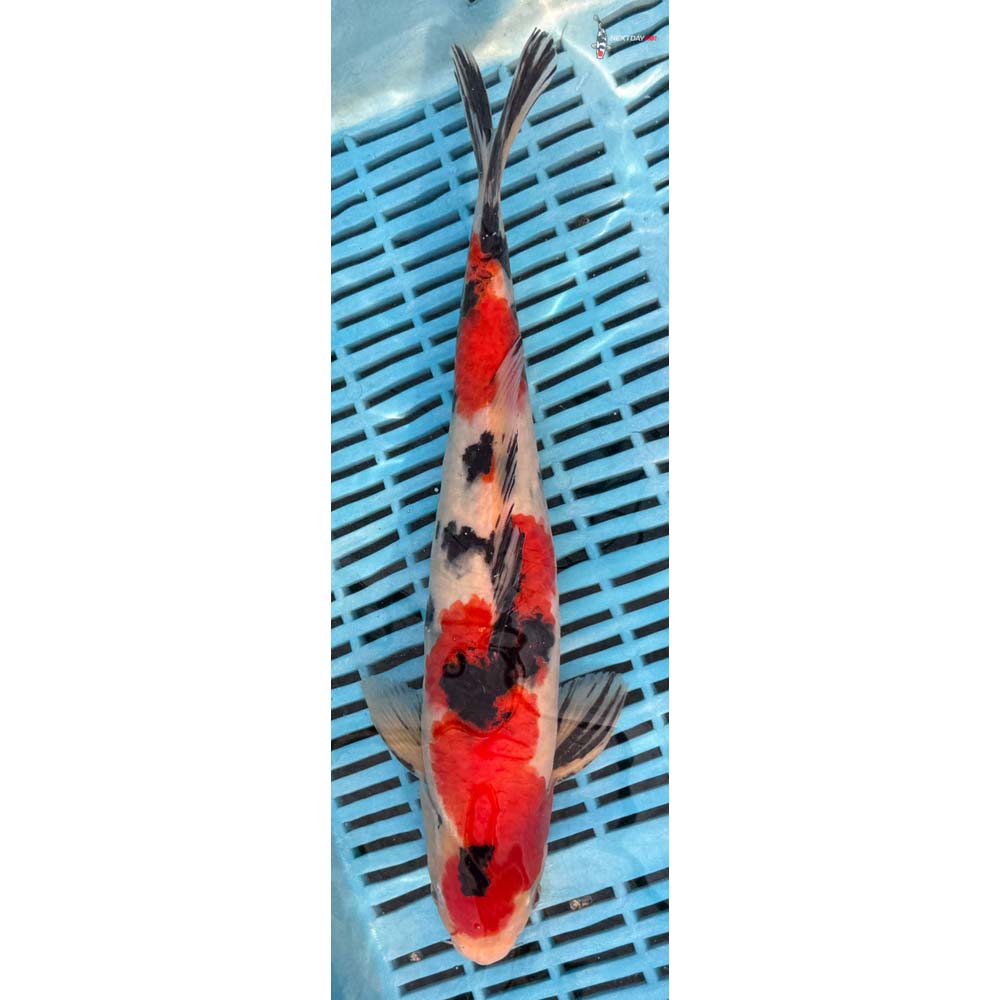 12-14” Imported Sanke