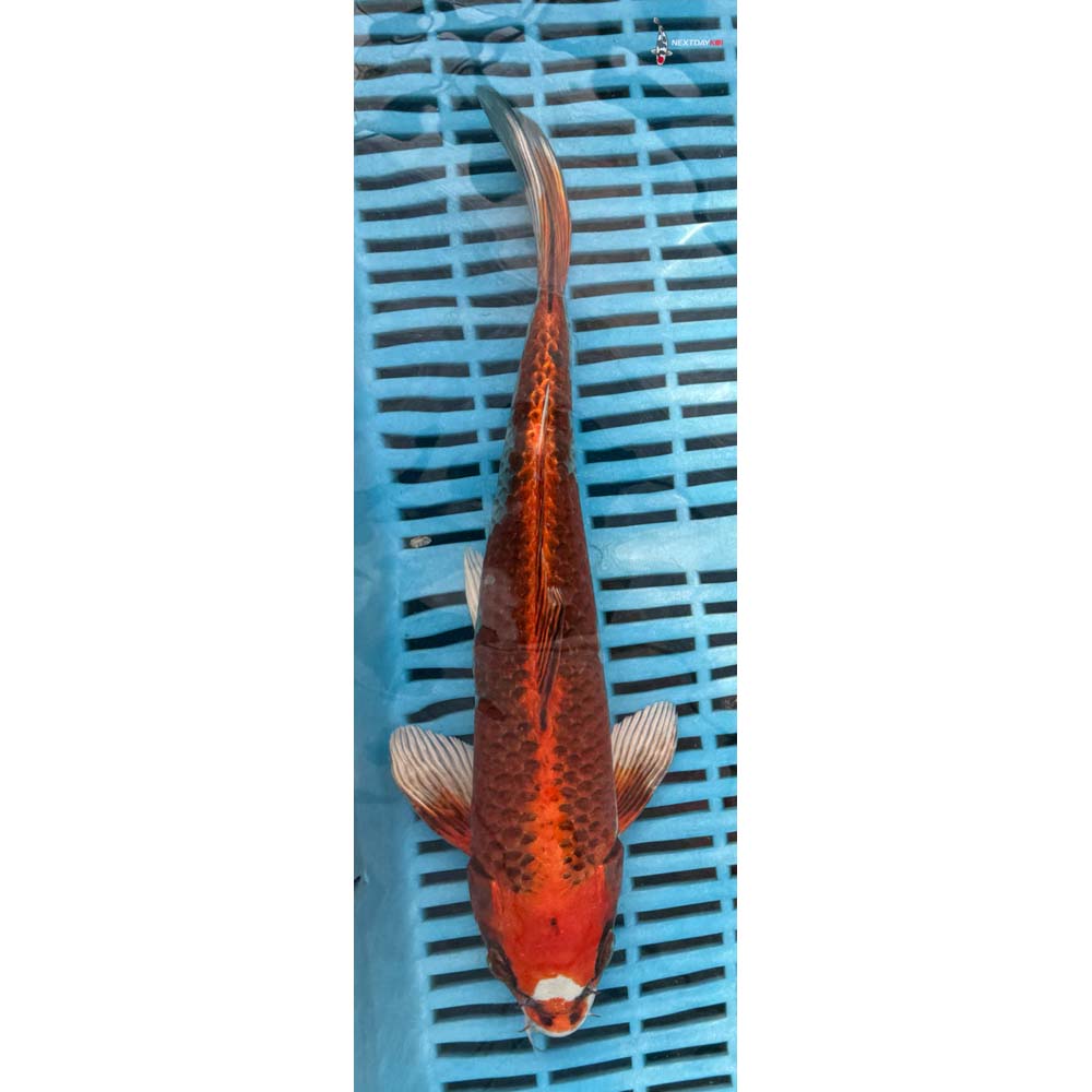12-14” Imported Kujaku