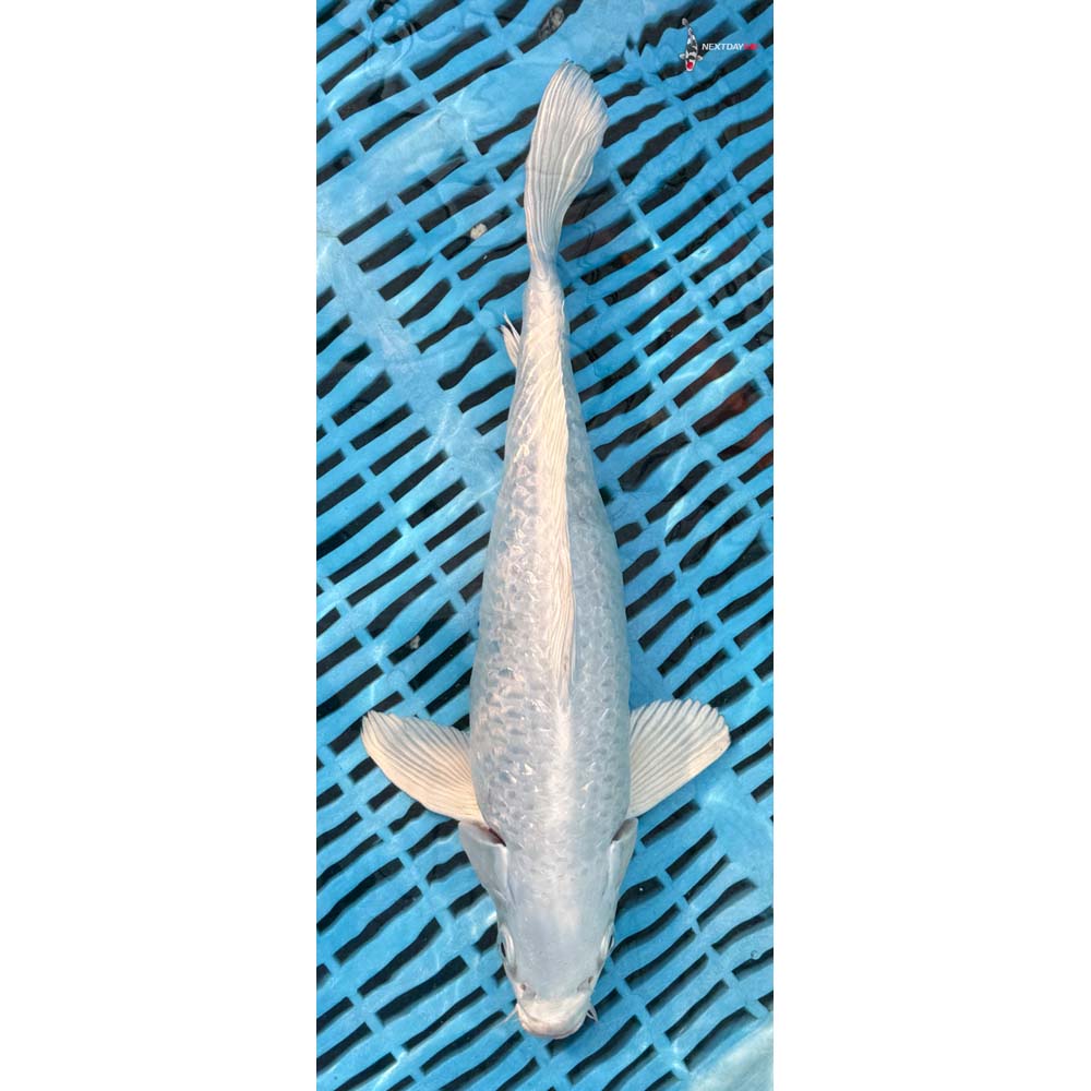 12-14” Imported Gin Rin Platinum Ogon