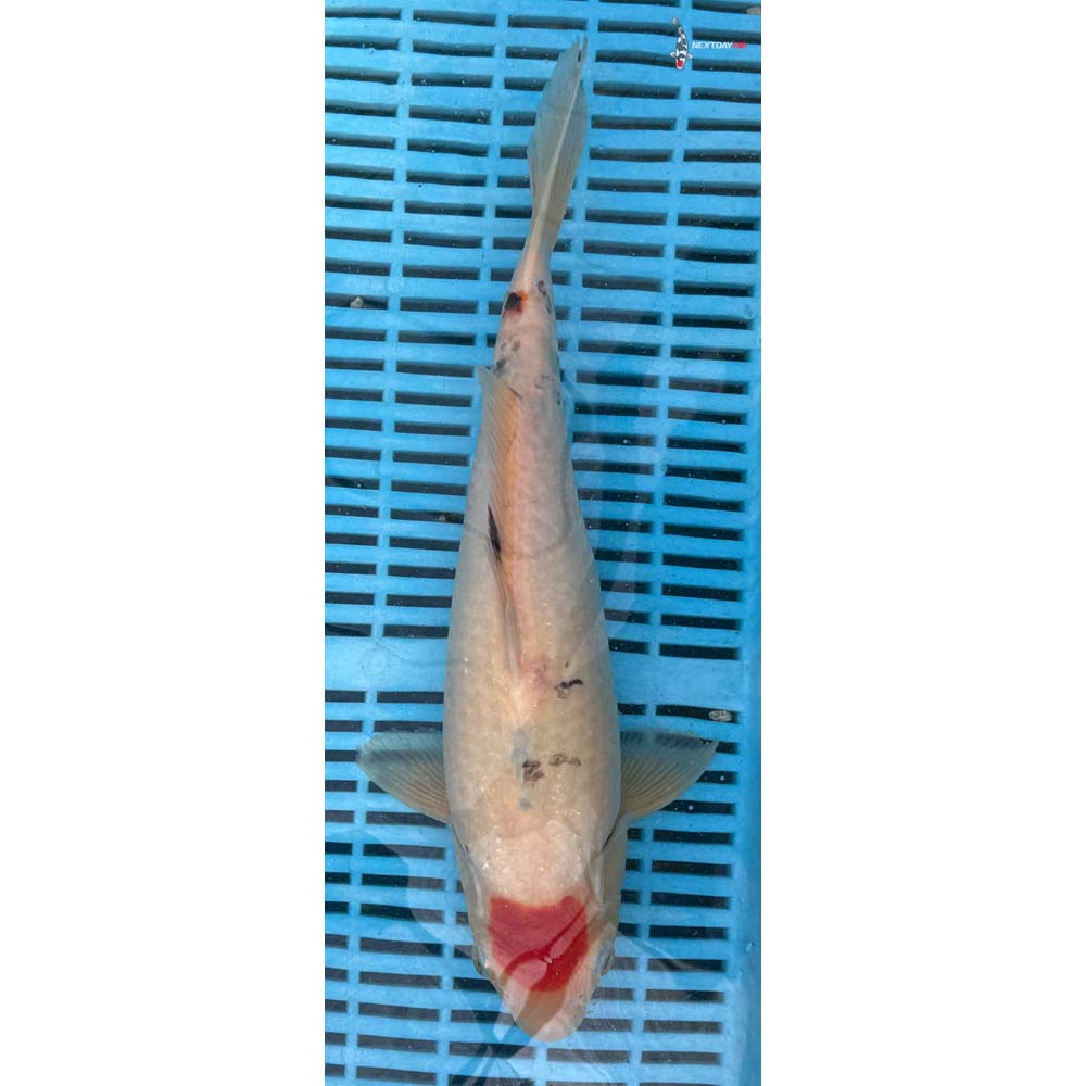12-14” Imported Sanke