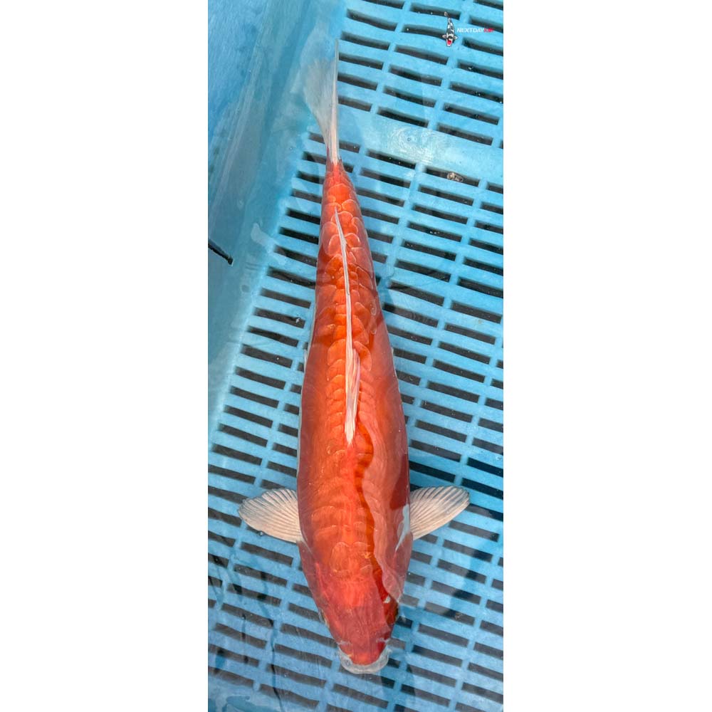 12-14” Imported Kikusui