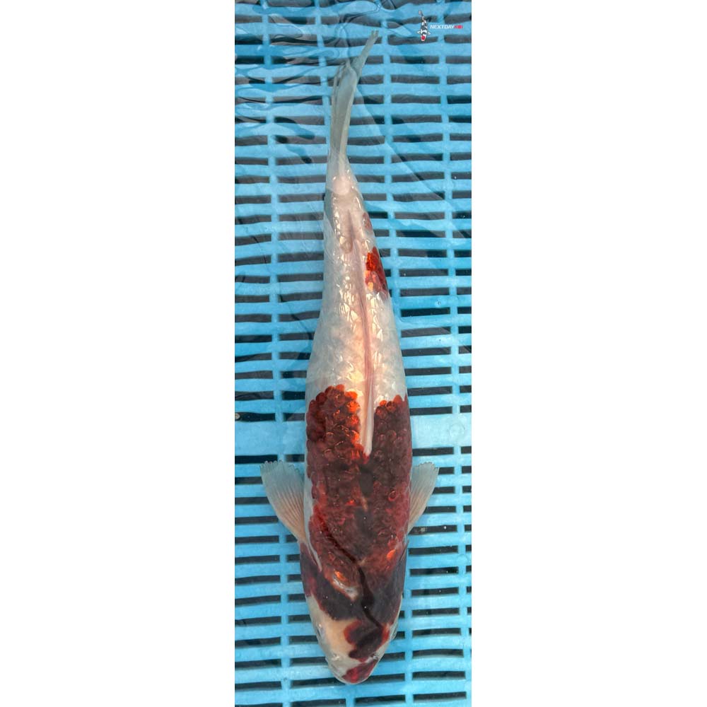 12-14” Imported Gin Rin Goromo