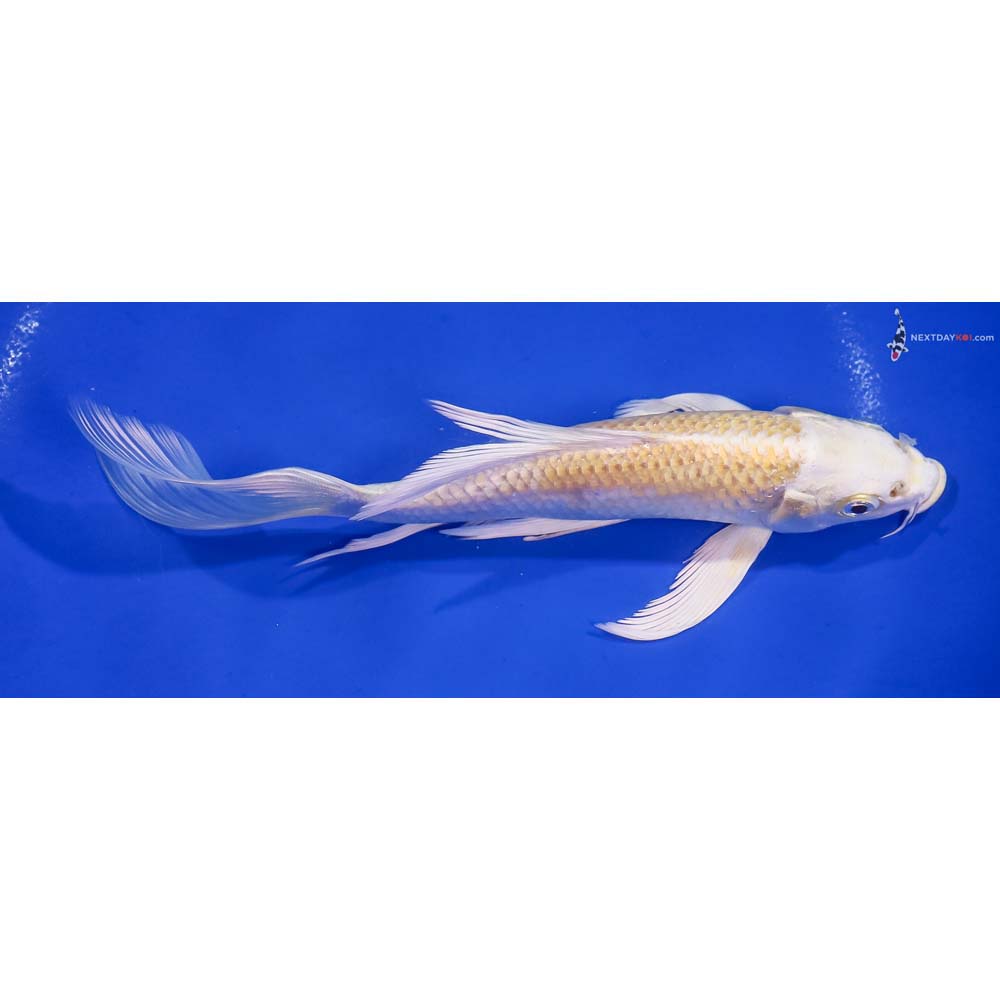 7” Imported Lemon Hariwake Butterfly Koi
