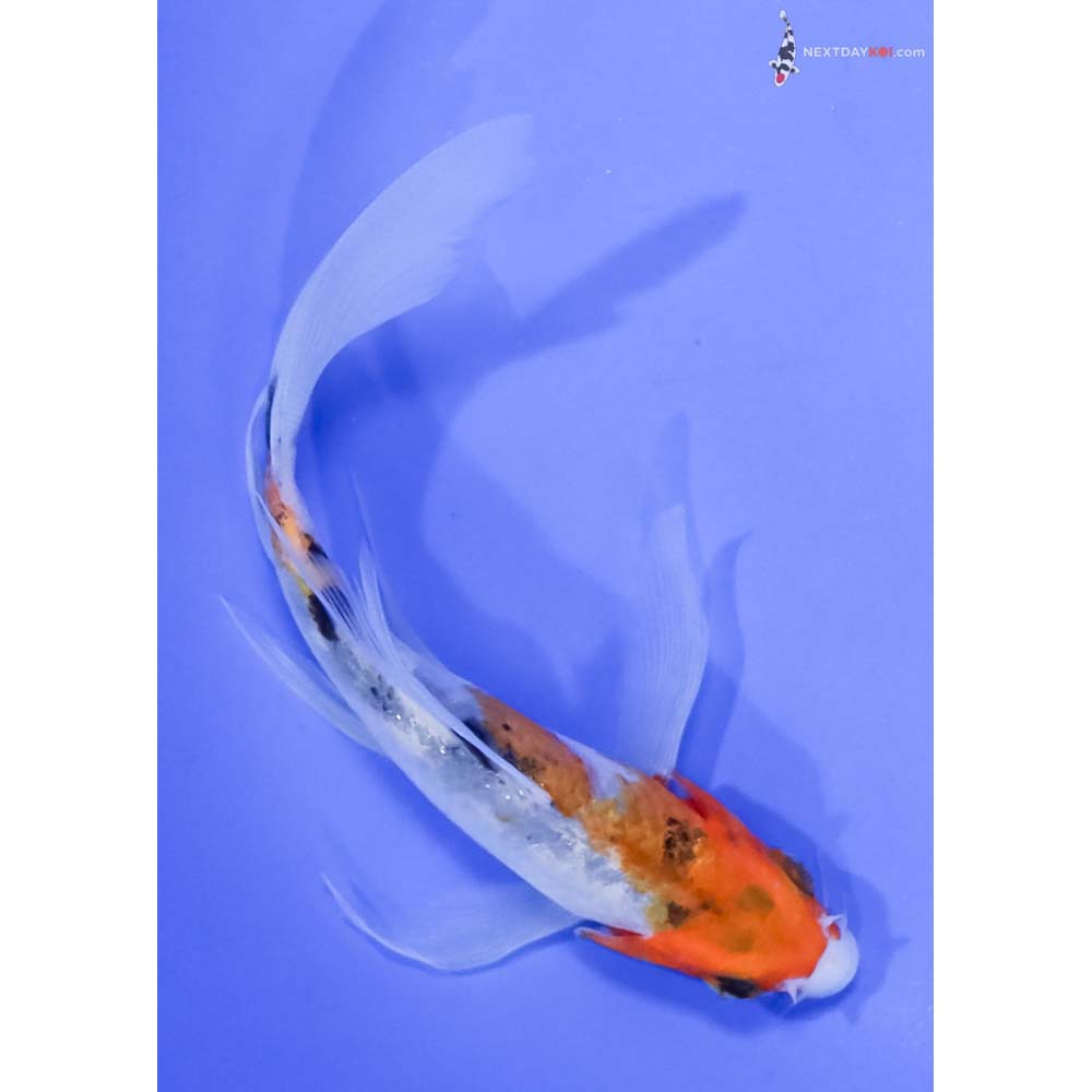 5” Imported Sanke Butterfly Koi