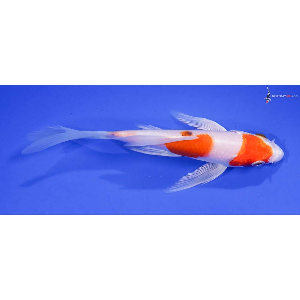 5” Imported Hariwake Butterfly Koi
