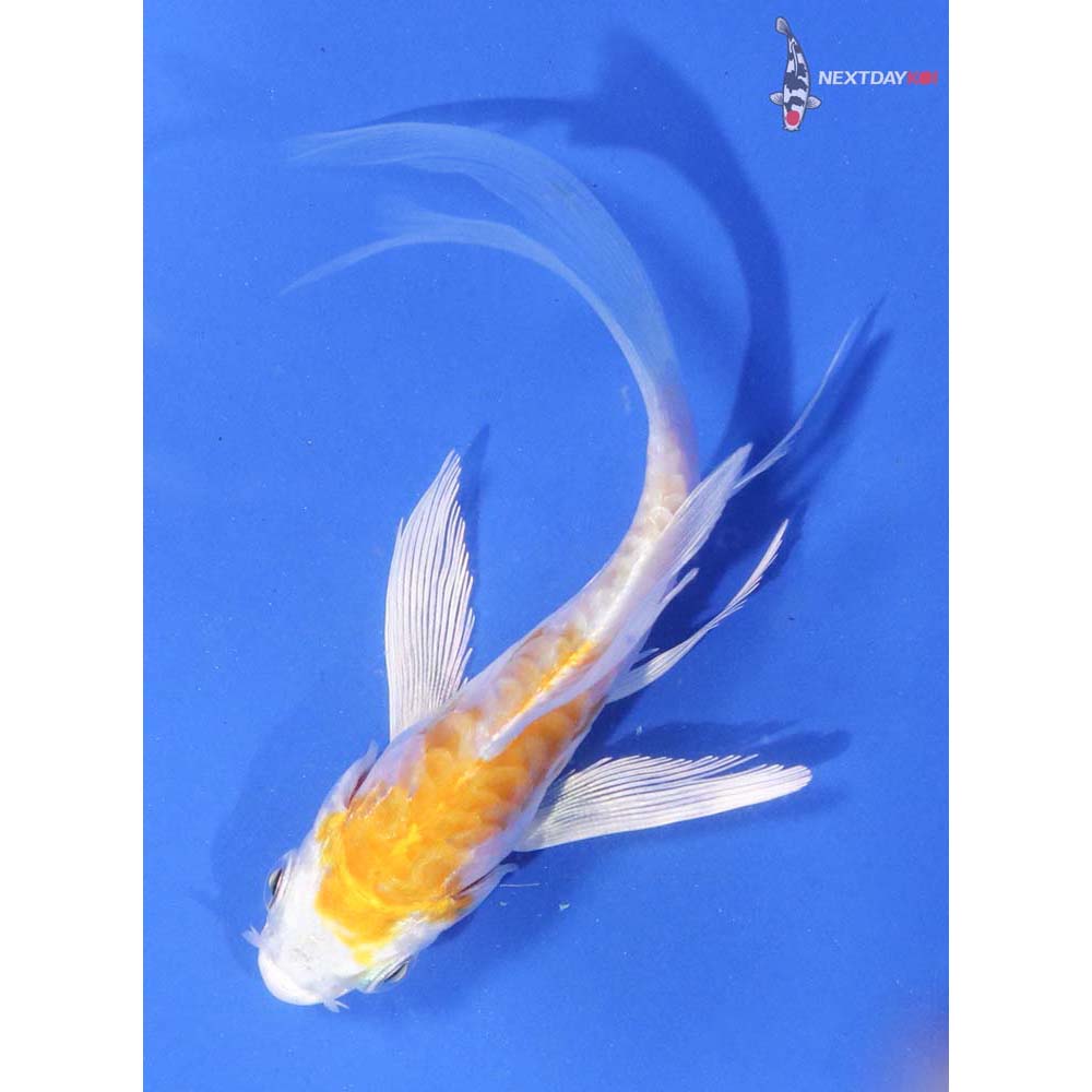 4” Imported Armor Scaled Lemon Hariwake Butterfly Koi