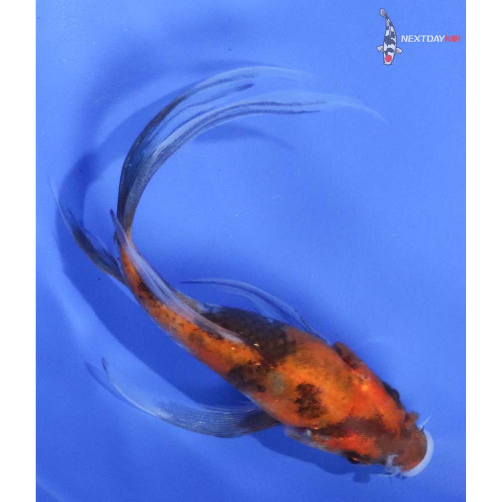 5.5” Imported Yamato Nishiki Butterfly Koi