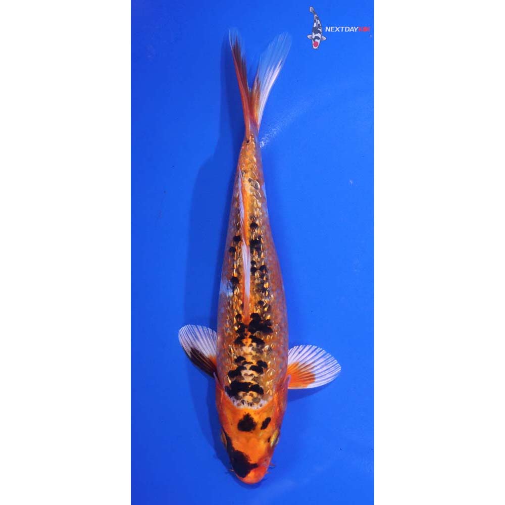 6.5” Imported Gin Rin Yamato Nishiki
