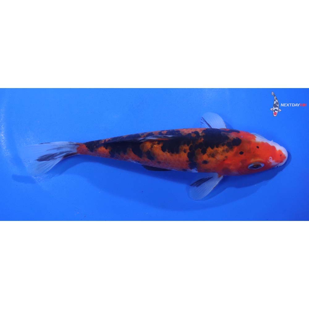 6.5” Imported Sanke