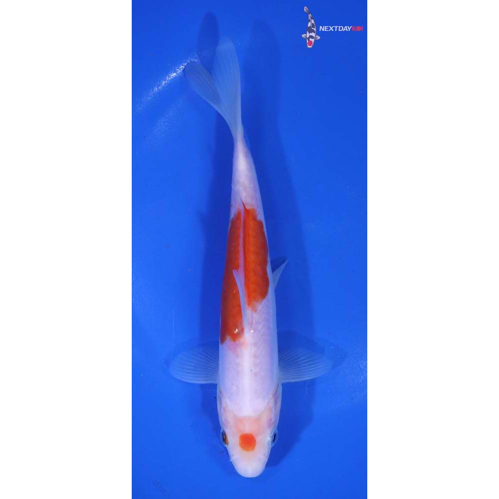 6.5” Imported Doitsu Kohaku