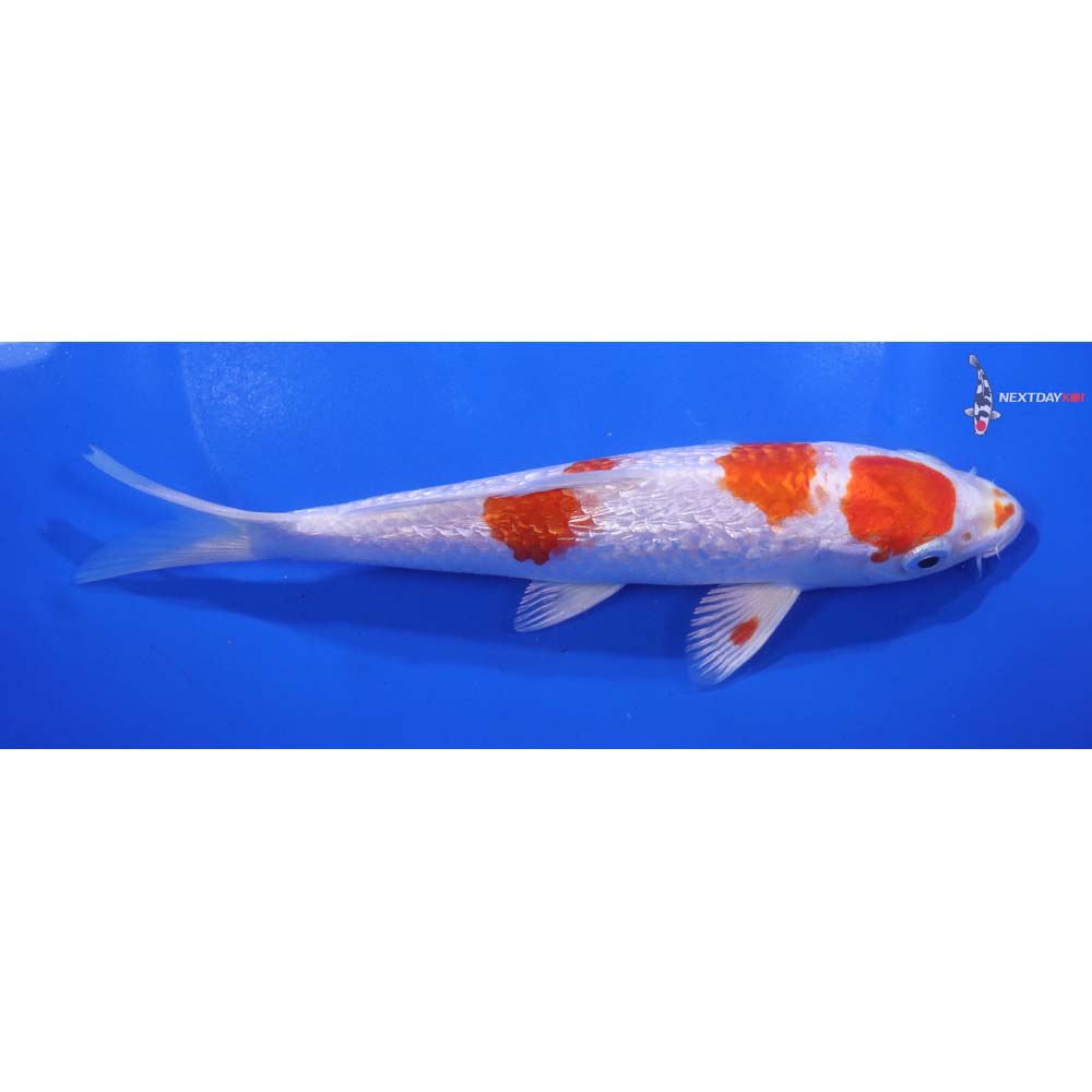 7” Imported Gin Rin Hariwake