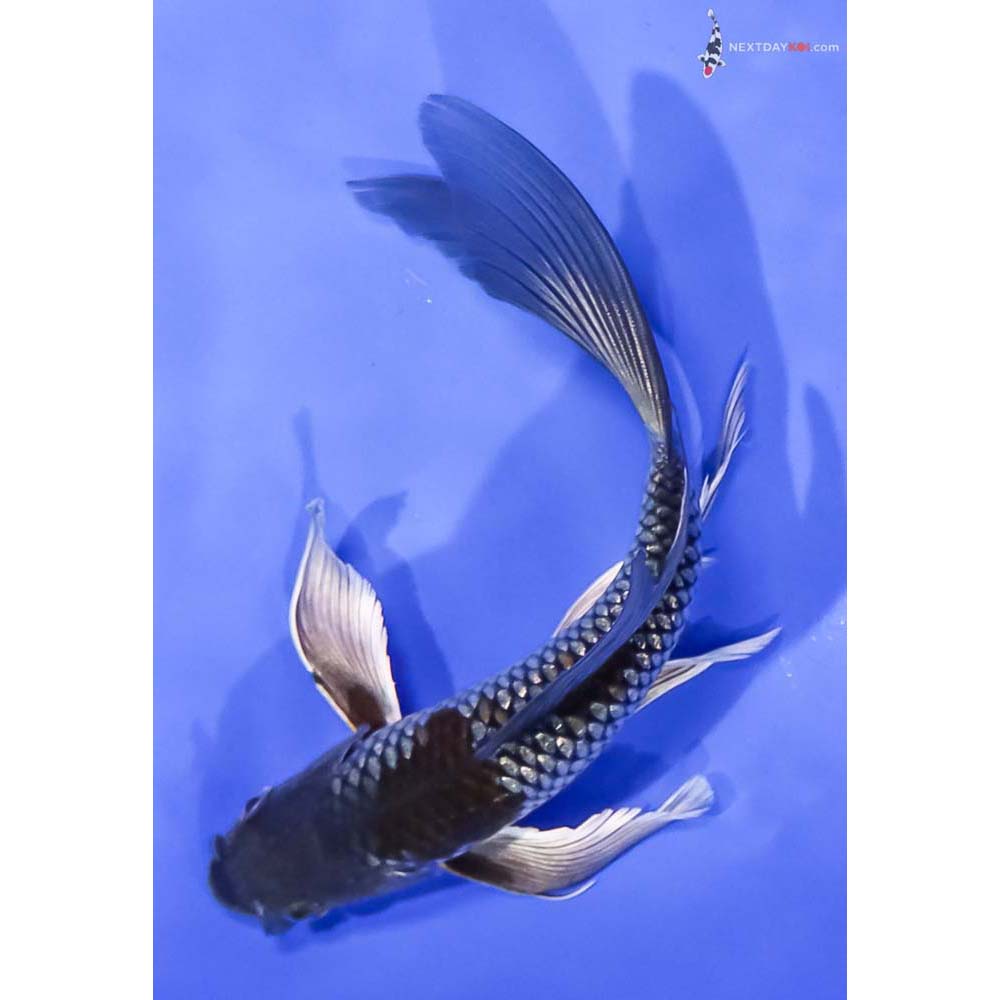 7.5” Imported Ochiba Shigure Butterfly Koi