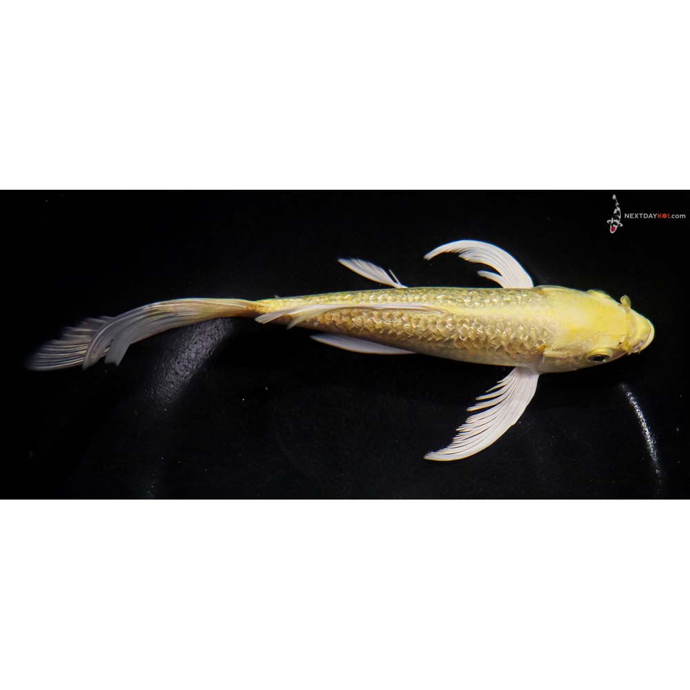 8” Imported Gin Rin Yamabuki Ogon Butterfly Koi