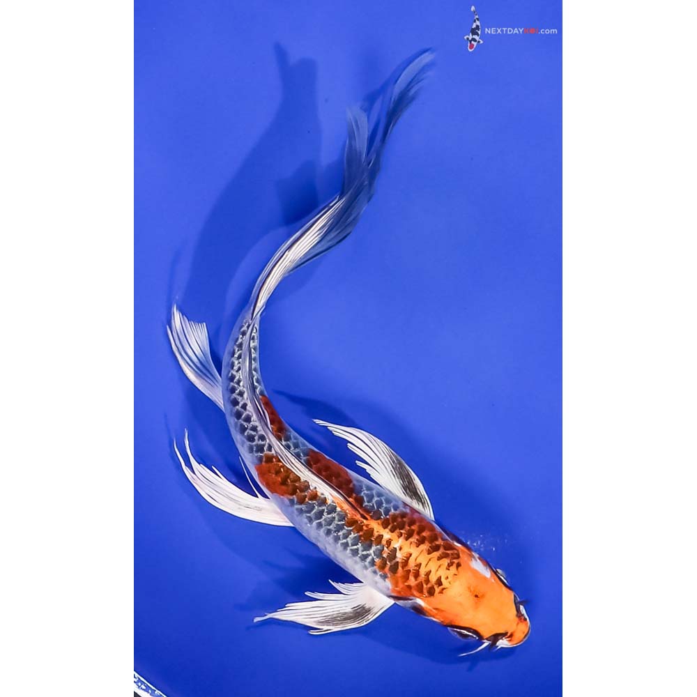8.5” Imported Kujaku Butterfly Koi