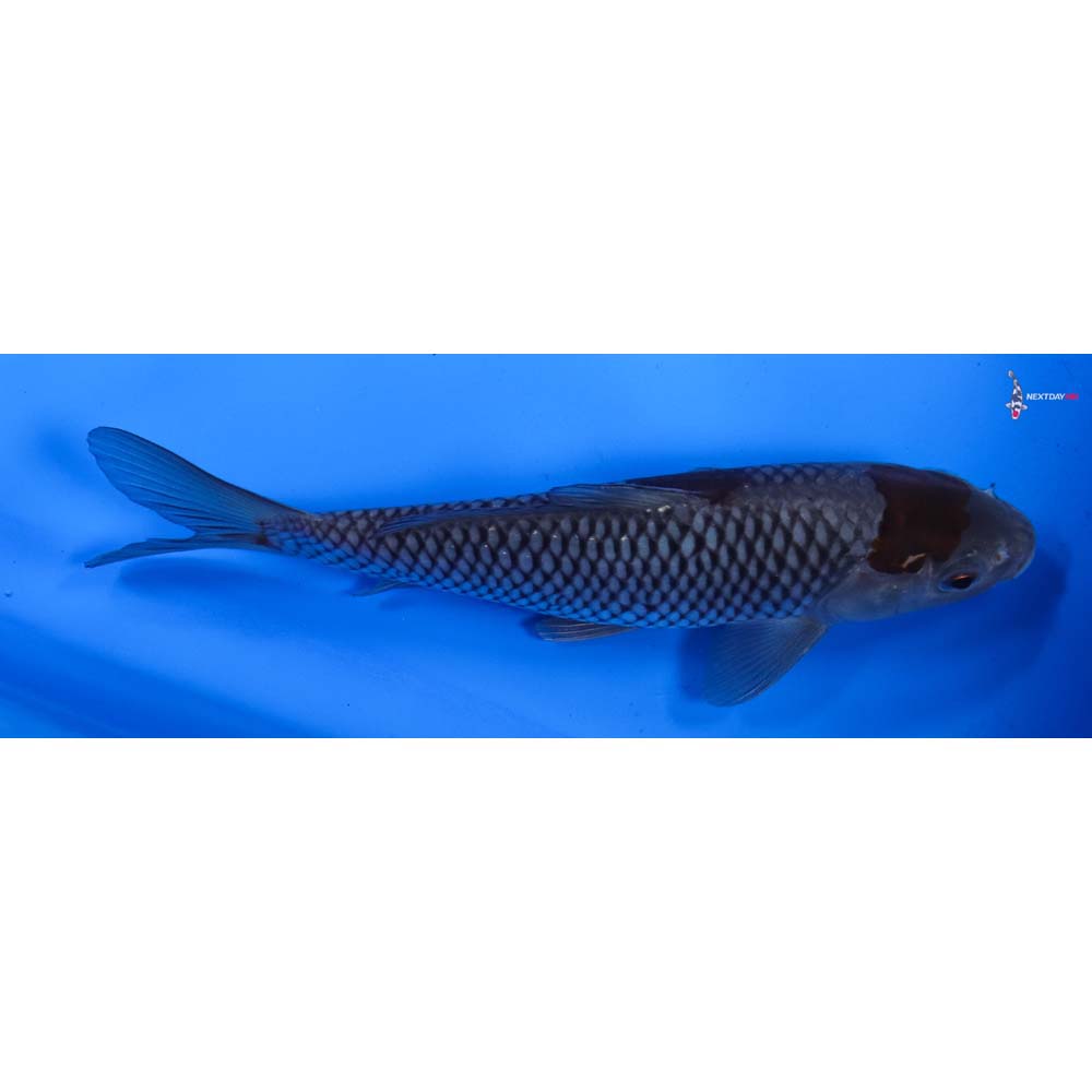 7.5” Imported Ochiba Shigure
