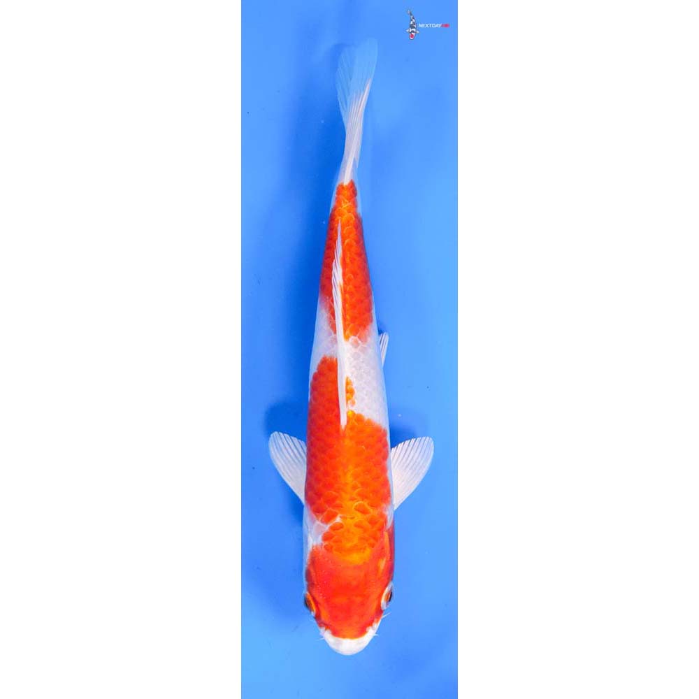 7.5” Imported Hariwake