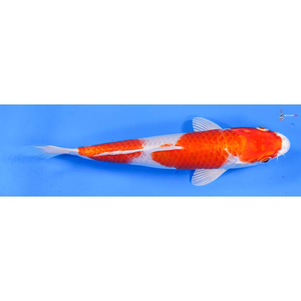7.5” Imported Hariwake
