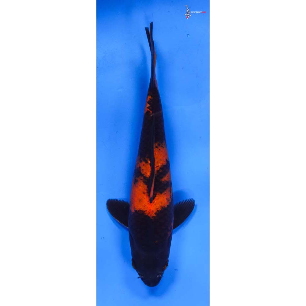 7.5” Imported Hi Utsuri