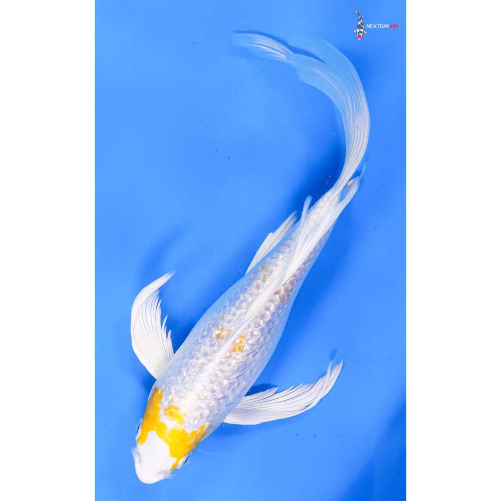 8.5” Imported Gin Rin Lemon Hariwake Butterfly Koi