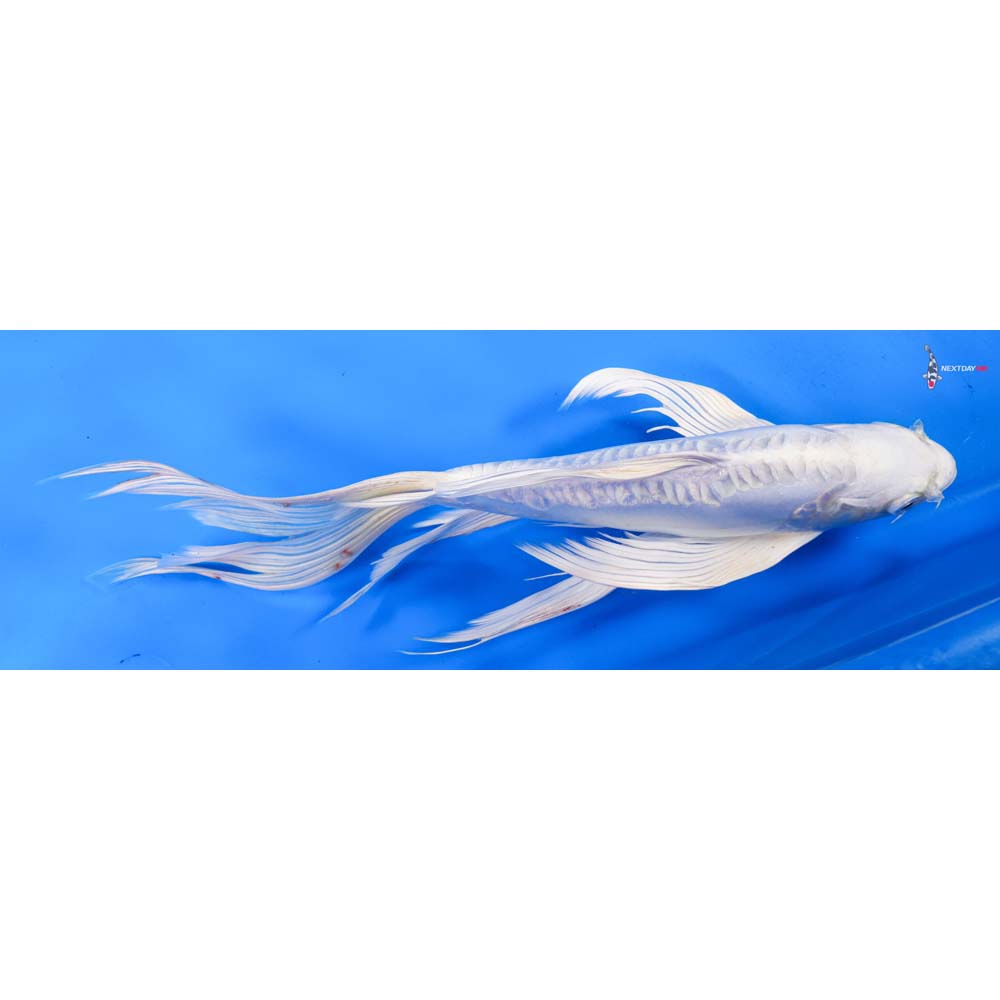 12” Imported Doitsu Platinum Ogon Butterfly Koi