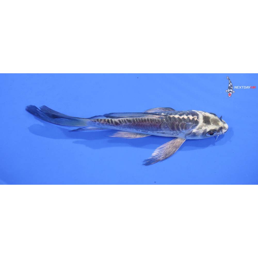 5” Imported Armor Scaled Gin Matsuba Butterfly Koi