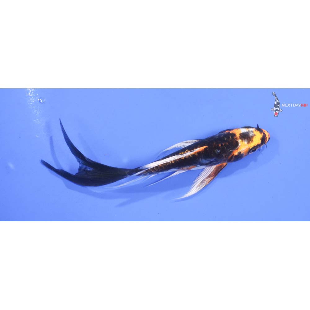 5” Imported Kin Kikokuryu Butterfly Koi